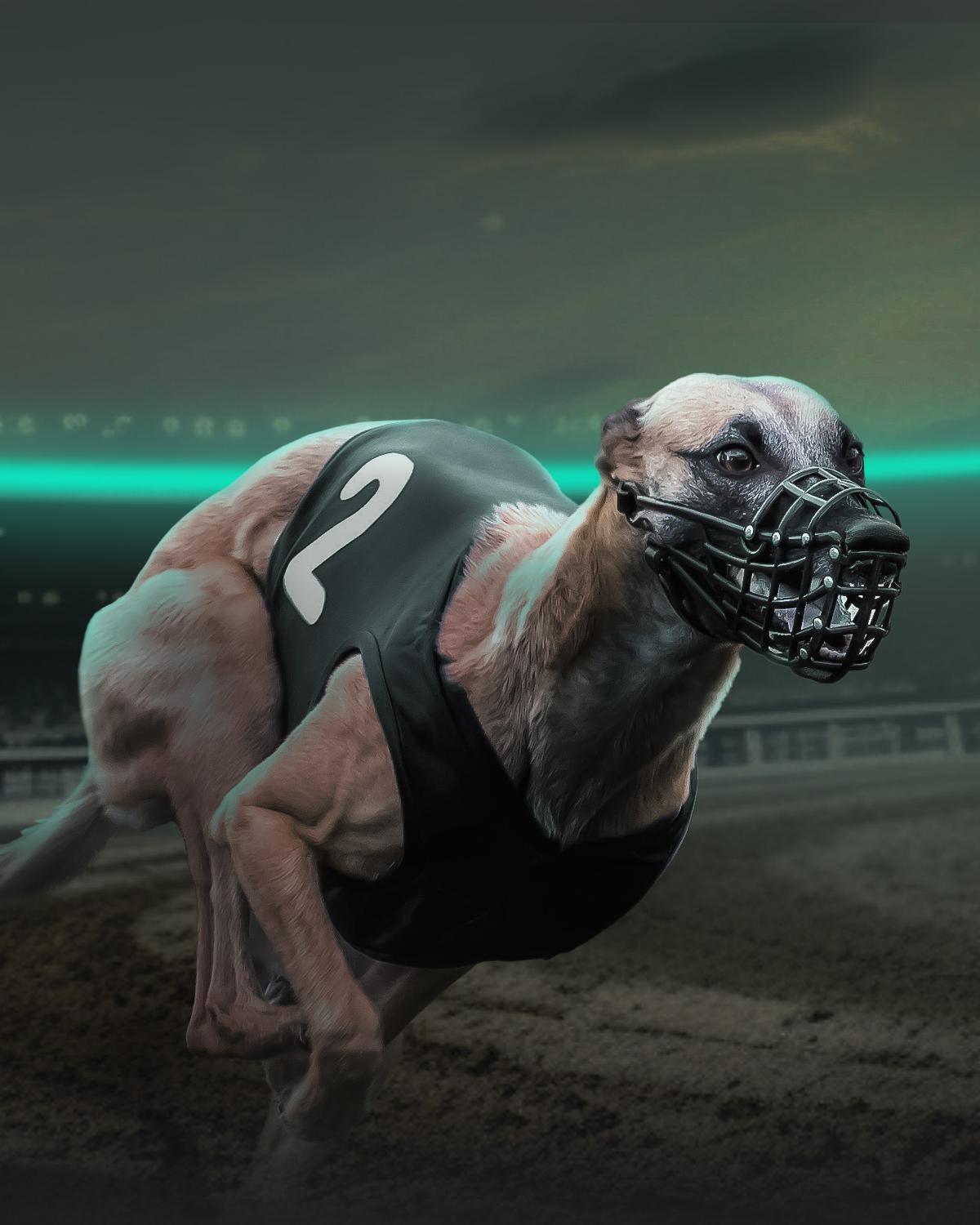Greyhounds Hero